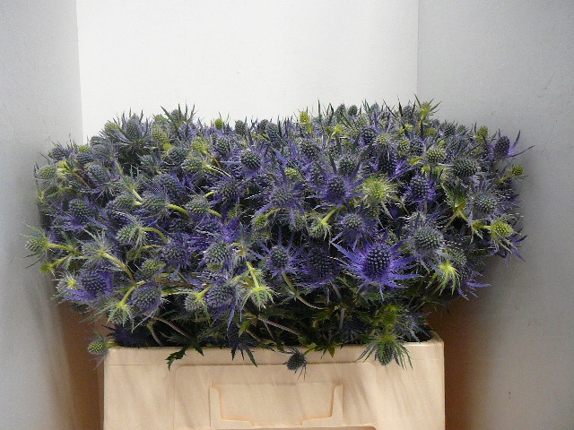 <h4>ERYN MAG BLUE LAGOON</h4>