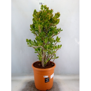 Crassula ovata