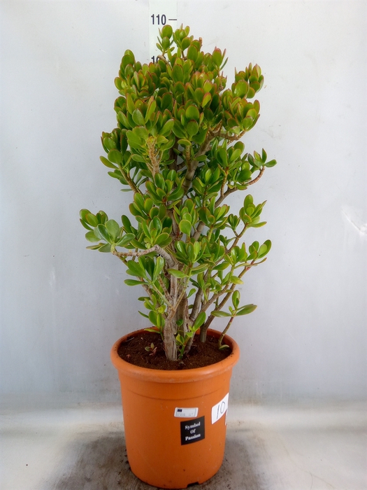 <h4>Crassula ovata</h4>