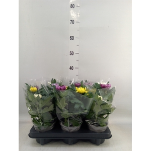 Chrysanthemum  'Deco'   ...mix