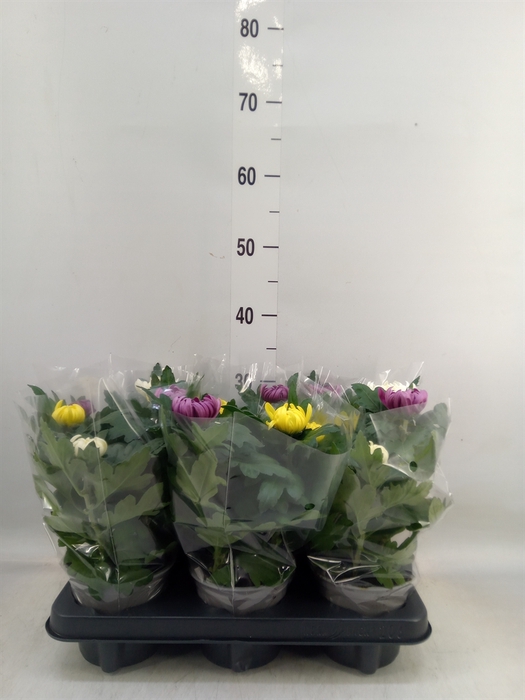 <h4>Chrysanthemum  'Deco'   ...mix</h4>