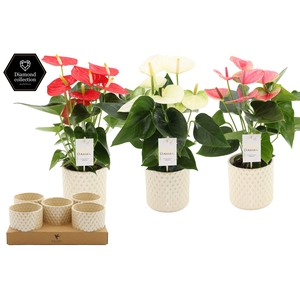 Anthurium 12 cm 3 color mix in Diamond Pearl Travertine ceramics