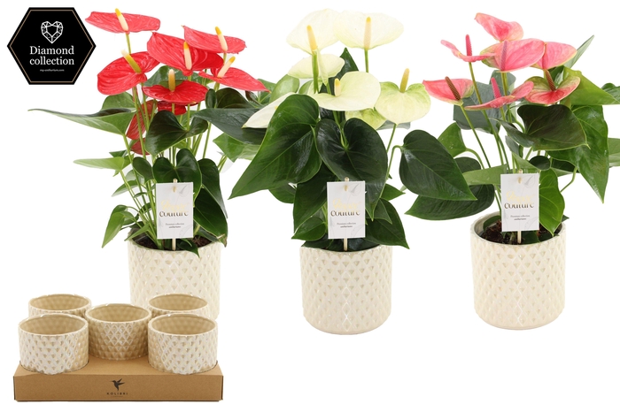<h4>Anthurium 12 cm 3 color mix in Diamond Pearl Travertine ceramics</h4>