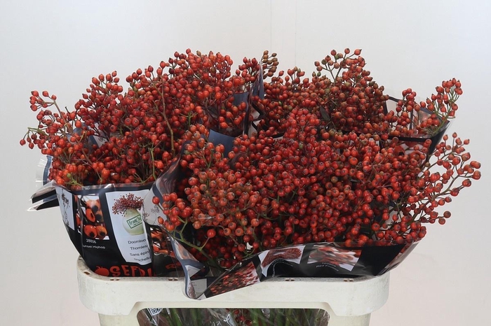 <h4>ROSA AUT ROSEFRUITS</h4>