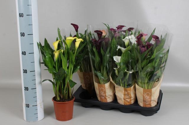 <h4>ZANT GEM 5 KL</h4>