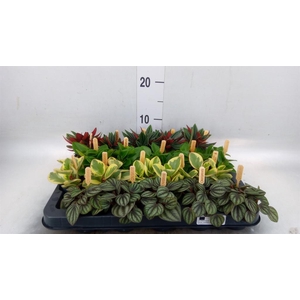 Peperomia   ...mix