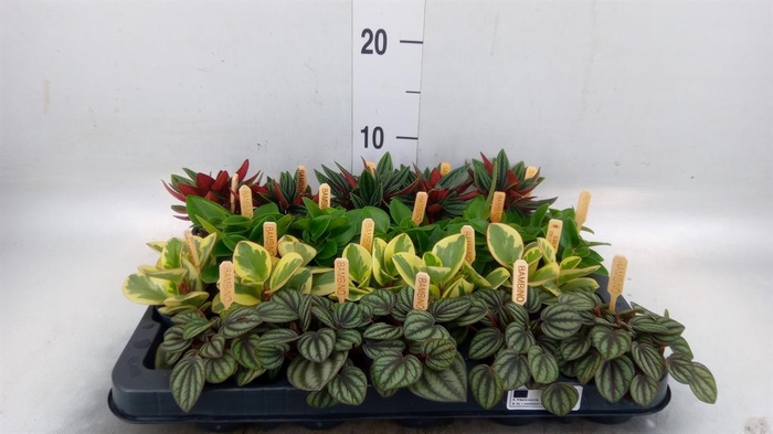 <h4>Peperomia   ...mix</h4>