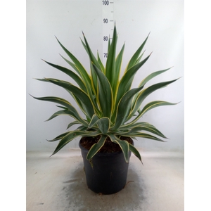 Agave   ...
