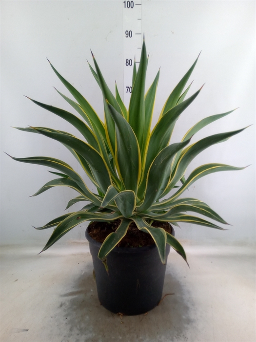 <h4>Agave   ...</h4>