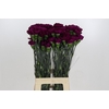 Dianthus St Purple Damascus
