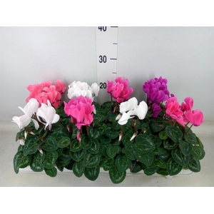 Cyclamen MD 'Allure'