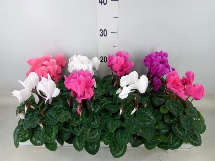 <h4>Cyclamen MD 'Allure'</h4>