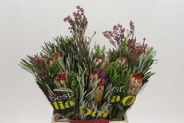 <h4>PROTEA EXIMIA</h4>