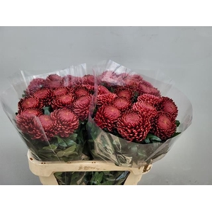 CHR G BIGOUDI RED