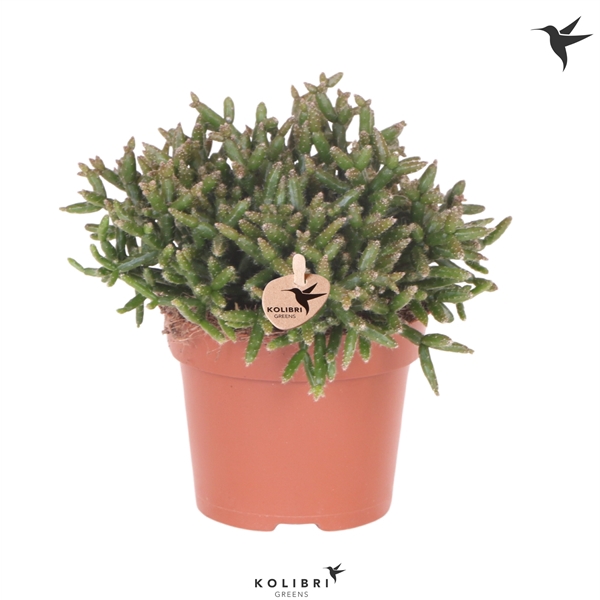 <h4>Kolibri Greens Rhipsalis Burchelli</h4>