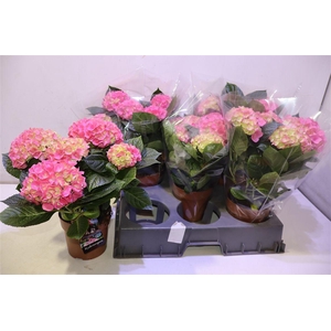 arr8 Hydr M Hi Meadow