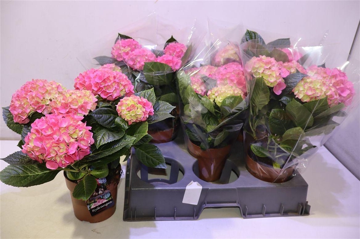 <h4>arr8 Hydr M Hi Meadow</h4>