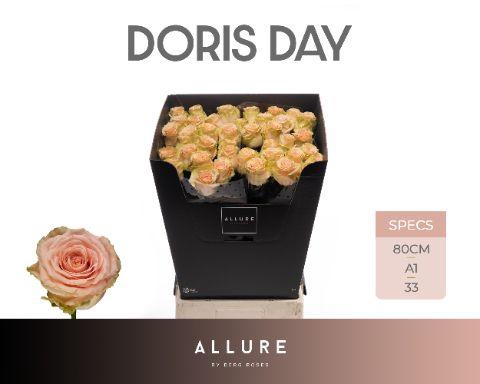 <h4>R GR DORIS DAY ALLURE</h4>