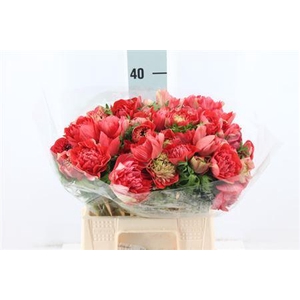 Anemoon Carillon Red Double