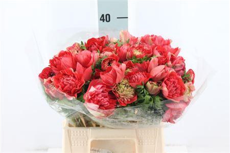 <h4>Anemoon Carillon Red Double</h4>