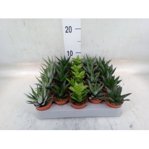 Aloe   ...mix