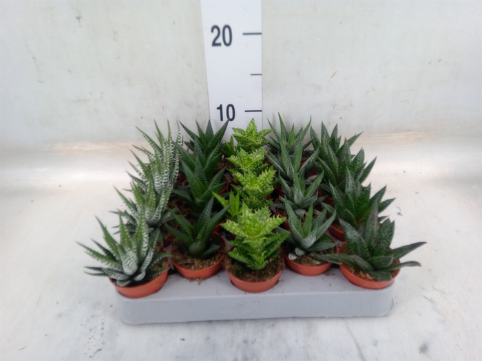 <h4>Aloe   ...mix</h4>