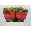 Hypericum Mellow Romance