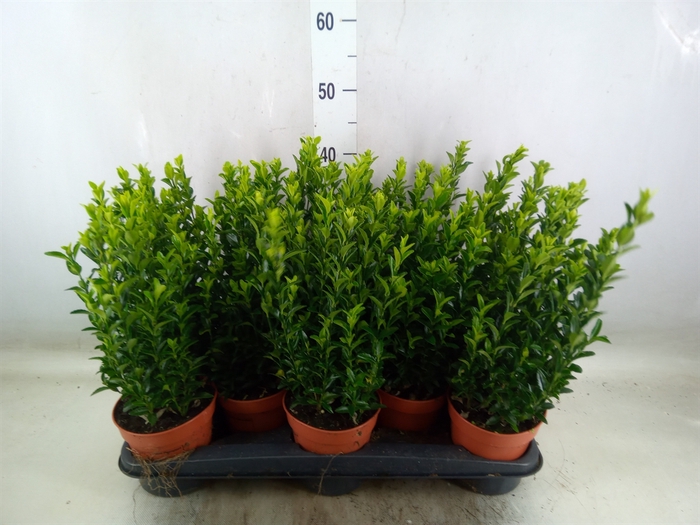 <h4>Euonymus japon. 'Green Spire'</h4>