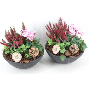 arr4 Outdoor PL - Ebbischaal M x2