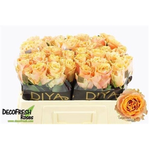 Rosa grootbloemig Carpe Diem+