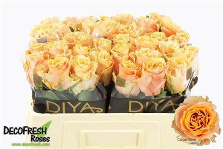 <h4>Rosa grootbloemig Carpe Diem+</h4>