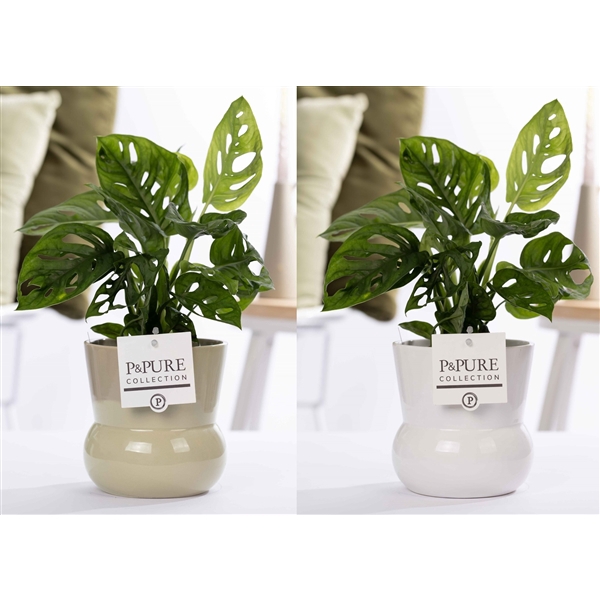 <h4>Monstera Adansonii in P&PURE Plant Vase Maxima ass. 2</h4>
