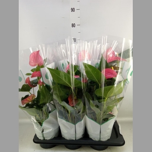 Anthurium andr. 'Maine'