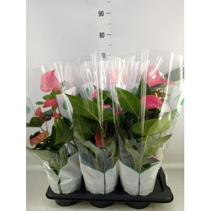 Anthurium andr. 'Maine'