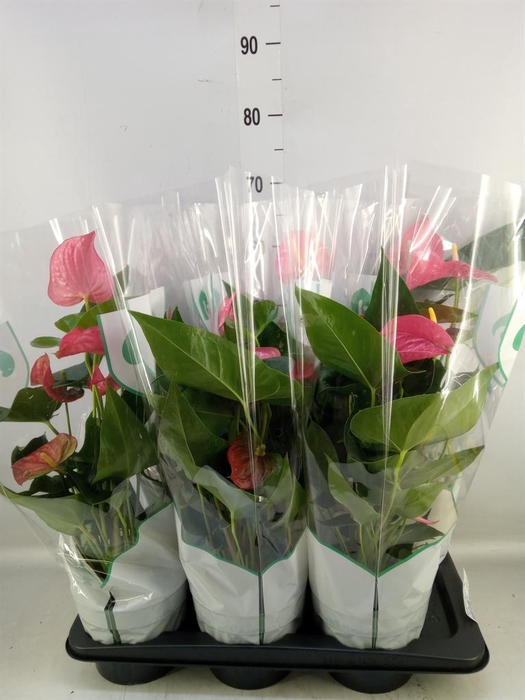 <h4>Anthurium andr. 'Maine'</h4>