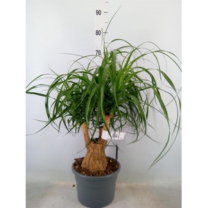 Beaucarnea recurvata