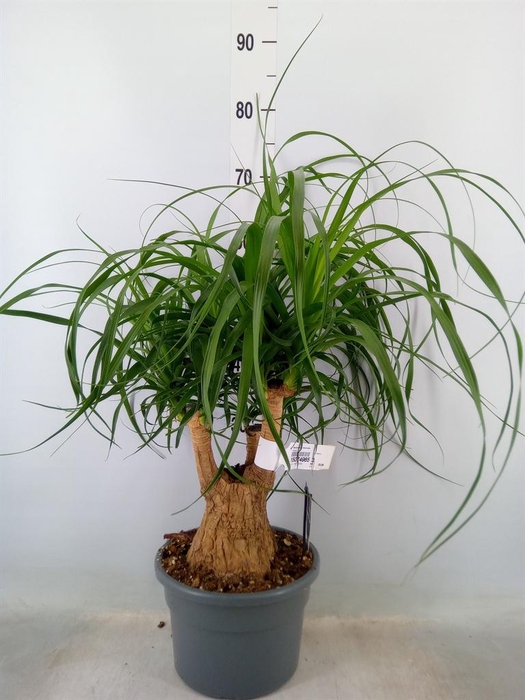 <h4>Beaucarnea recurvata</h4>