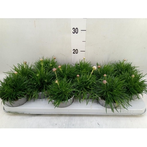 Armeria maritima 'Armada Rose'