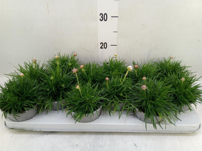 <h4>Armeria maritima 'Armada Rose'</h4>