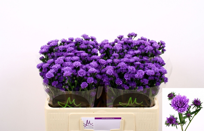 <h4>AST ASTEE DARK MILKA</h4>