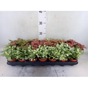 Fittonia   ...mix 3