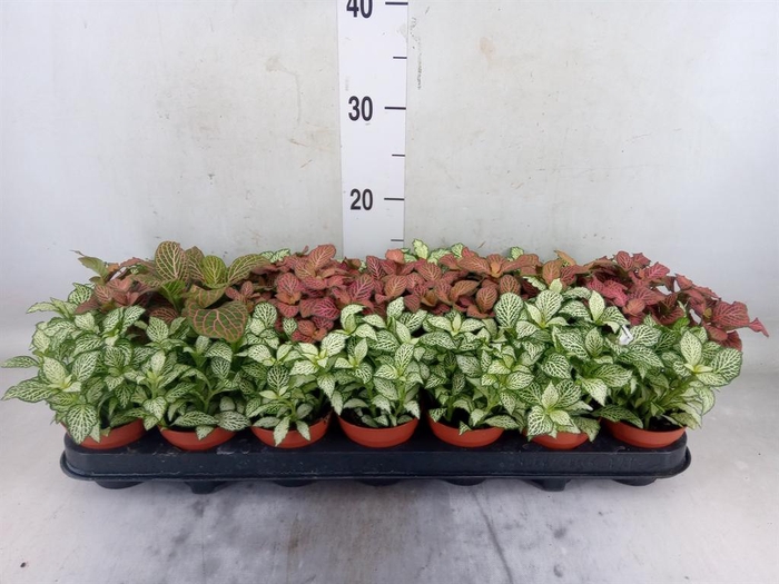 <h4>Fittonia   ...mix 3</h4>