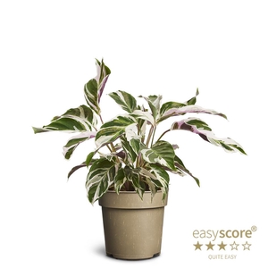 CALATHEA SPECIES P11 WHITE MIRACLE