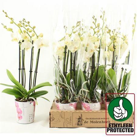 <h4>Phal An Inverness 4 Tak</h4>