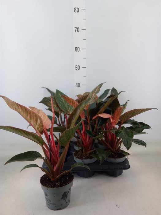 <h4>Philodendron   ...</h4>