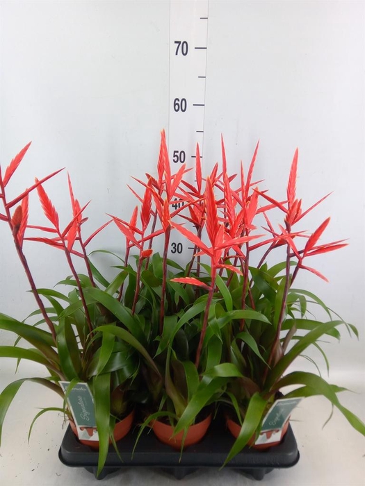 <h4>Vriesea  'Elan'</h4>