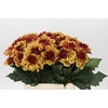 Dahlia Creme de Cognac