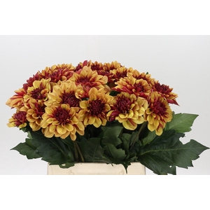 Dahlia Creme de Cognac