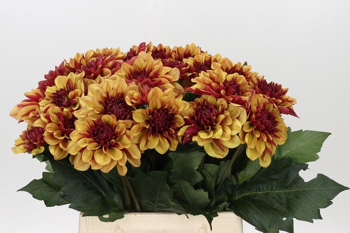 <h4>Dahlia Creme de Cognac</h4>