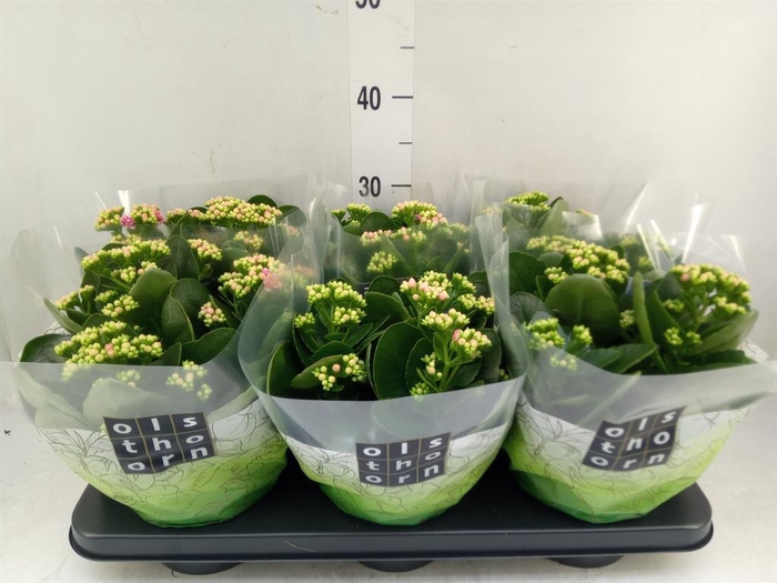 <h4>Kalanchoe blos. 'Calandiva Weaver'</h4>